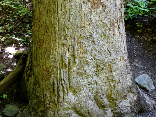 {Liriodendron tulipifera}